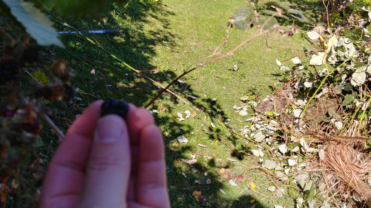 Photo: A pile of blackberry and weeds on the lawn.